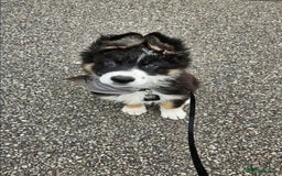 Mixed Breed dogs for sale: German Shepherd X Puppies - Image 24
