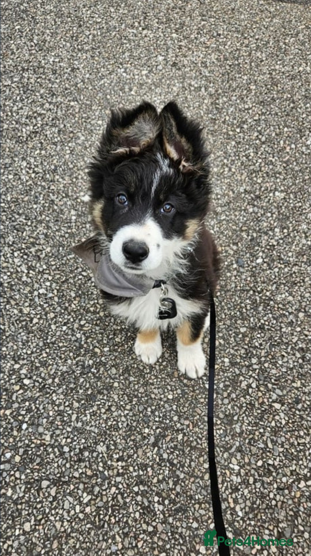 Mixed Breed dogs for sale: German Shepherd X Puppies - Image 24