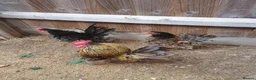 Chickens poultry for sale: Serama chickens in Bedford - Advert 11