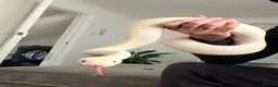 Python Snake reptiles for sale: 6 year old ivory ball python in Newton Aycliffe - Advert 2