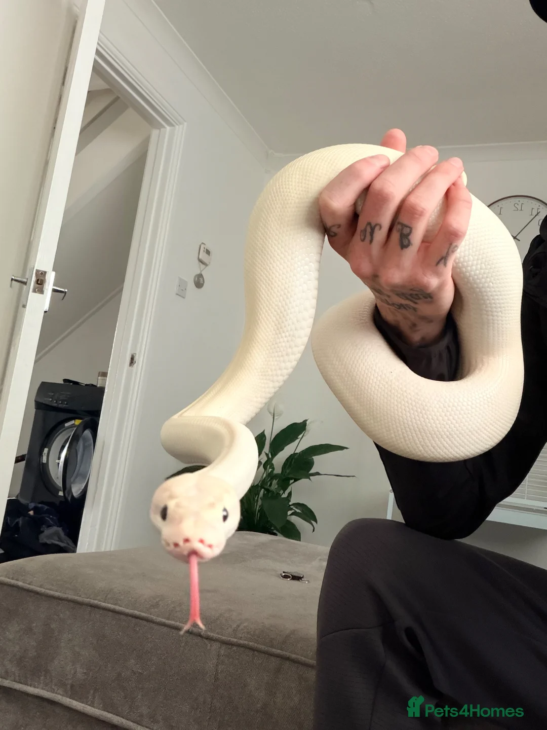 Python Snake reptiles for sale: 6 year old ivory ball python in Newton Aycliffe - Advert 2