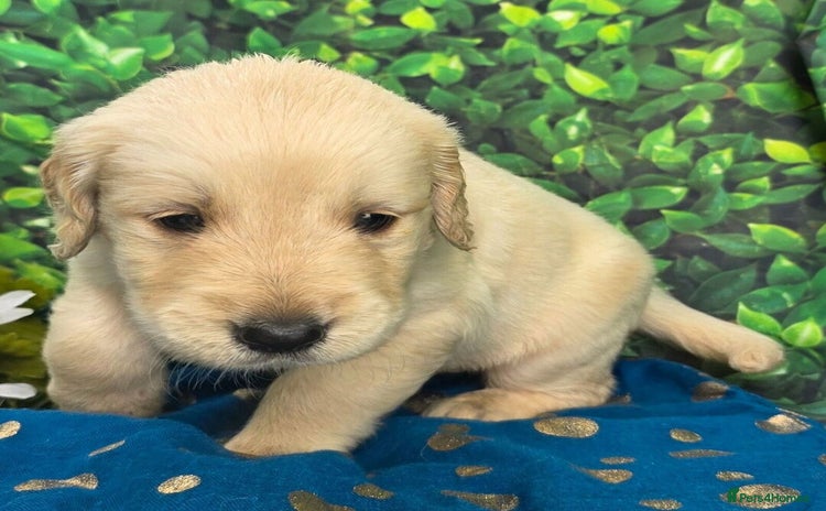 Golden Retriever dogs - Advert 1