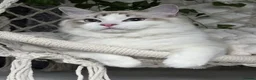 Ragdoll cats for sale: Exceptional Tica Registered Ragdoll Kittens - Advert 2