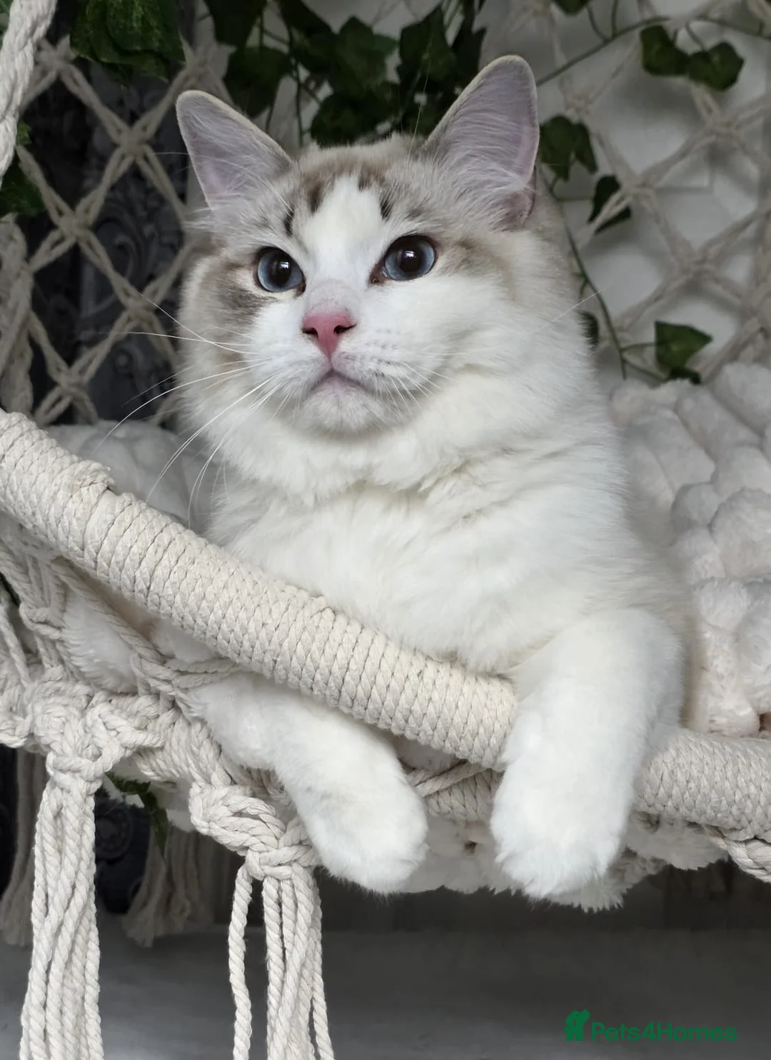 Ragdoll cats for sale: Exceptional Tica Registered Ragdoll Kittens - Advert 2