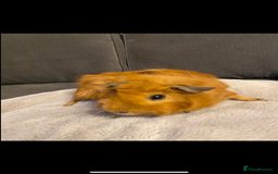 Guinea Pig rodents for sale: 2 male Guiena pigs for sale - Image 4