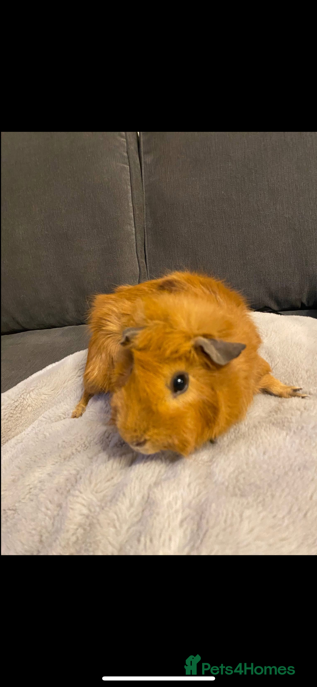 Guinea Pig rodents for sale: 2 male Guiena pigs for sale - Image 4