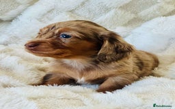 Miniature Dachshund dogs for sale: Long haired dachshund  - Image 18