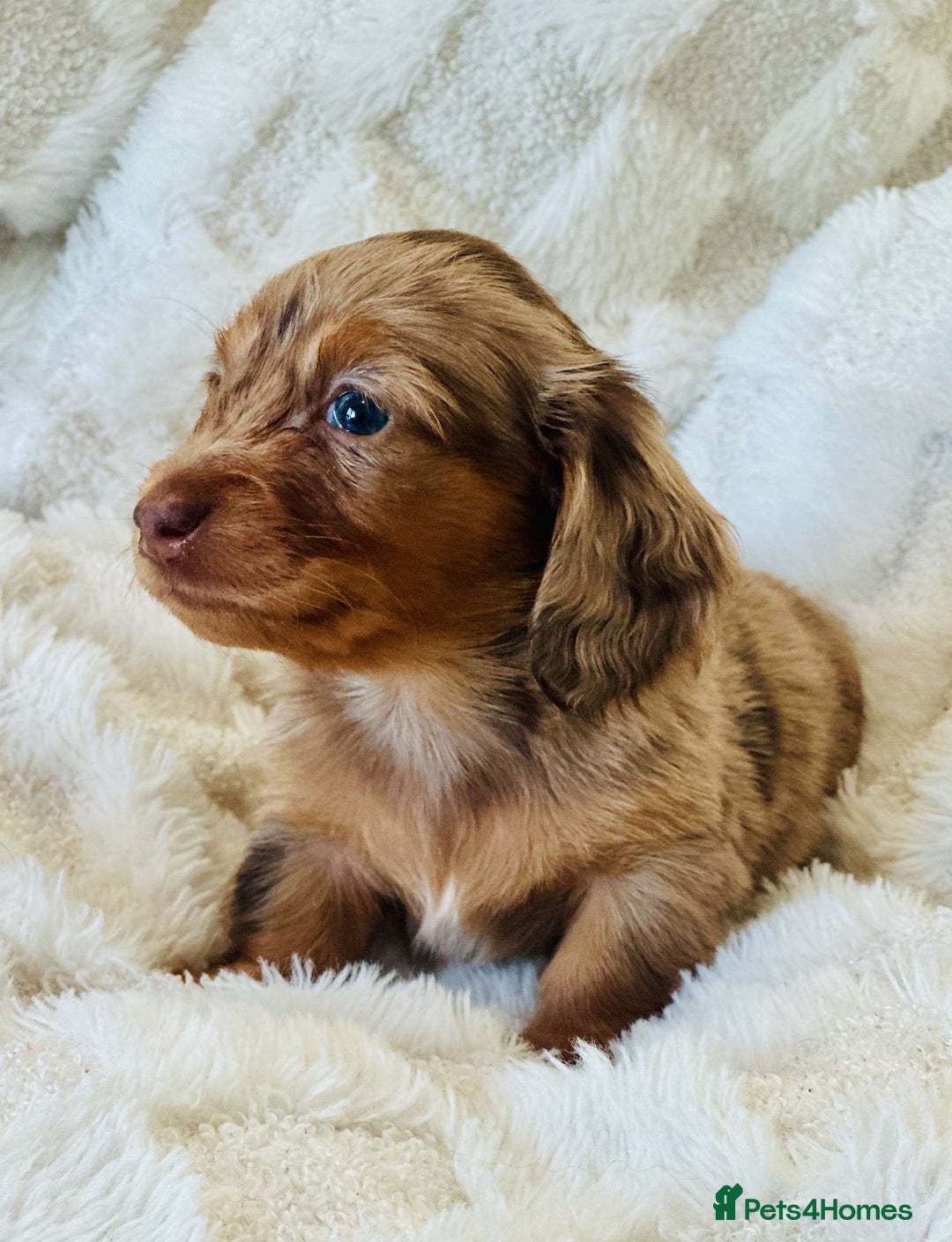 Miniature Dachshund dogs for sale: Long haired dachshund  - Image 18
