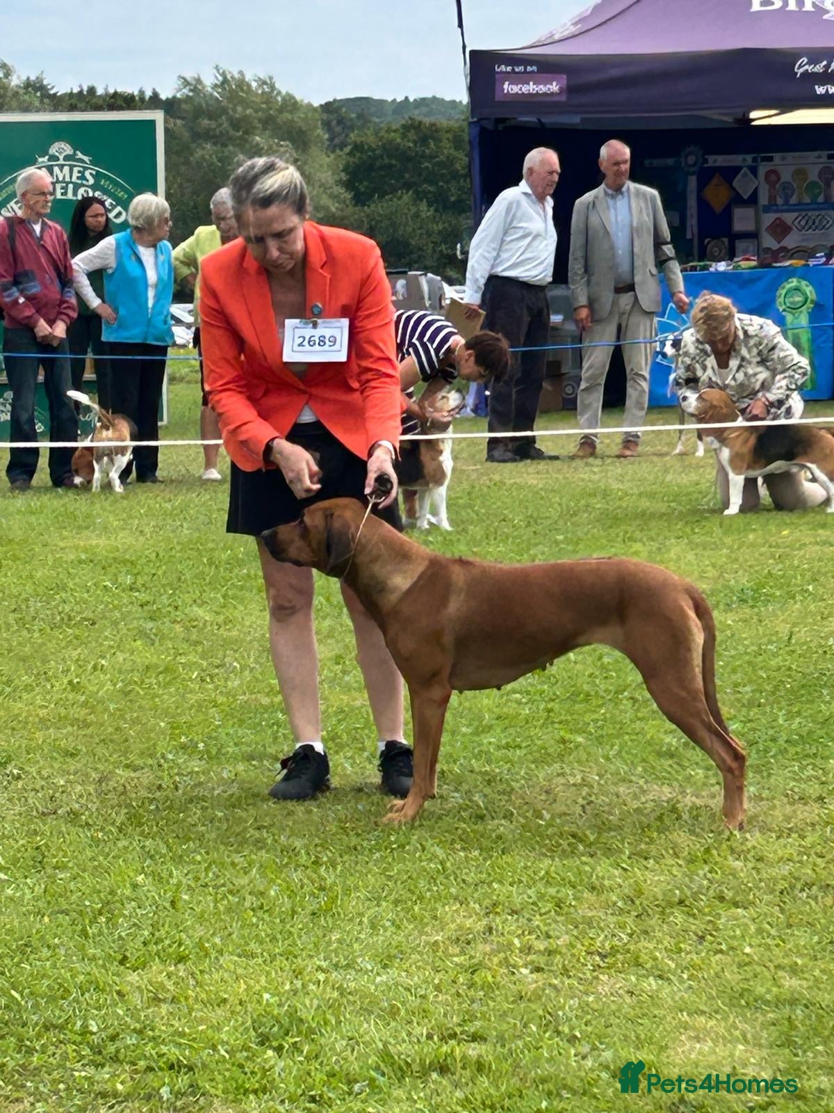 Rhodesian Ridgeback dogs for sale: Rhodesian Ridgeback puppies due 26th June 2026 in Stockbridge - Advert 12