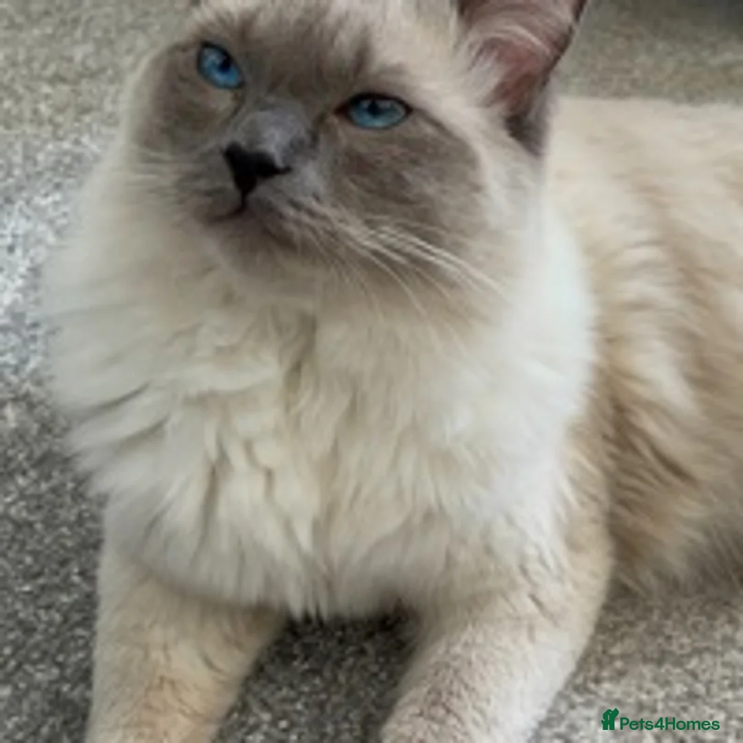 Ragdoll cats for stud: **LARGE STUD BIG LITTERS Bluepoint Stud Ragdoll in Batley - Advert 6