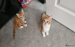 Mixed Breed cats for sale: Kittens  - Image 3