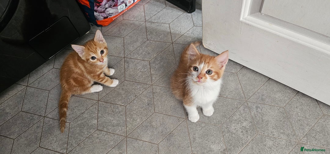 Mixed Breed cats for sale: Kittens  - Image 3