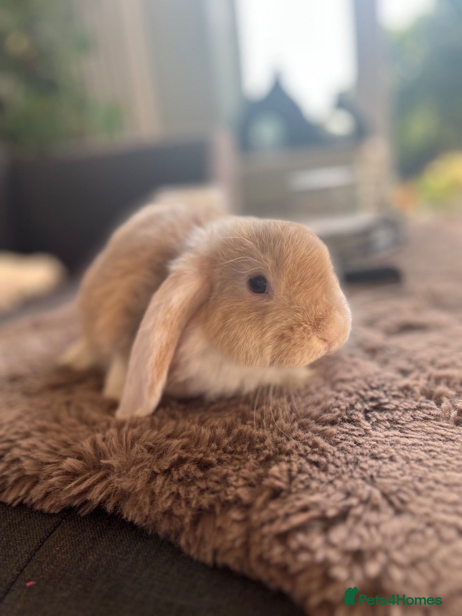 Mini Lop rabbits Mini Lops Ready to Leave  - Advert 1