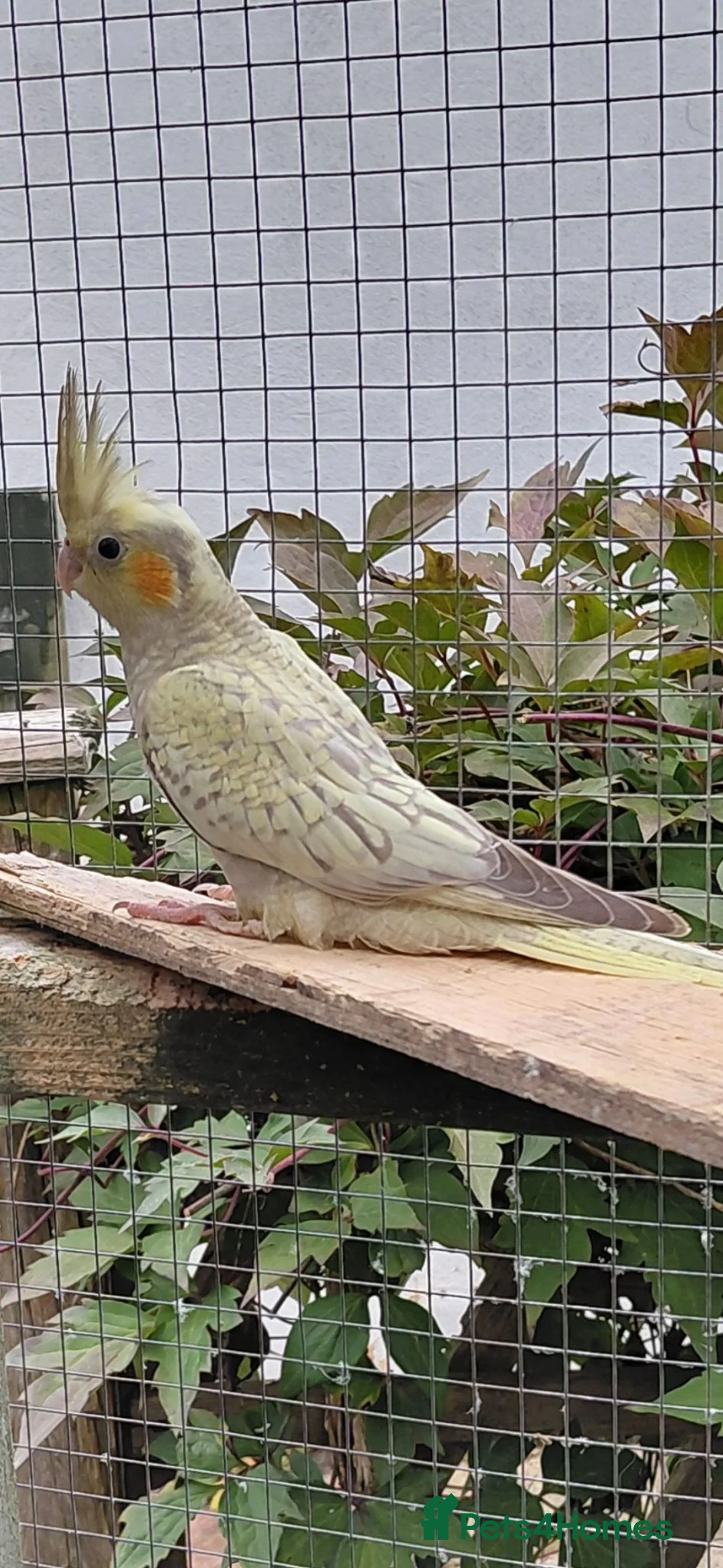 Cockatiels birds for sale: YOUNG COCKATIELS FOR SALE  - Advert 2