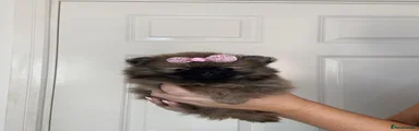 Pomeranian 4