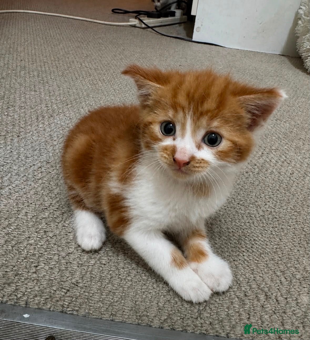 Mixed Breed cats Kittens for sale  - Advert 1