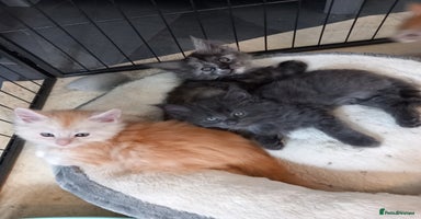 Maine Coon cats - Advert 14