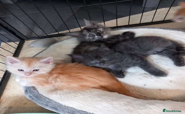 Maine Coon cats - Advert 11