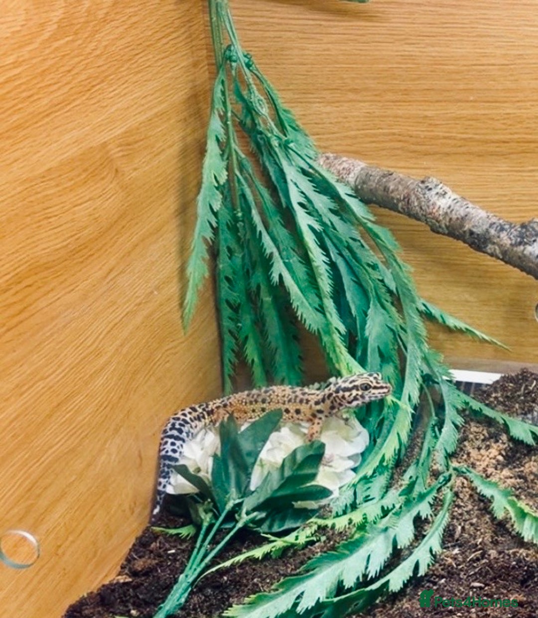 Leopard Gecko reptiles for sale: Leopard geckos (FULL SET UP) - Advert 1