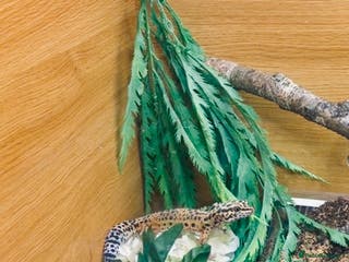 Leopard Gecko reptiles Leopard geckos (FULL SET UP) - Advert 5