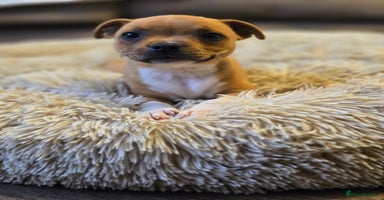 Staffordshire Bull Terrier dogs - Advert 8
