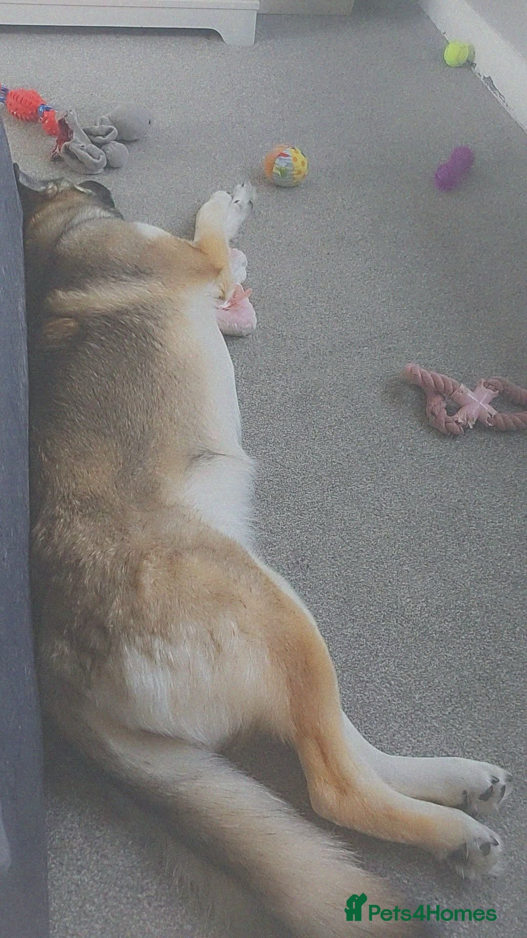 German Shepherd dogs for sale: River female German shepherd  - Advert 7