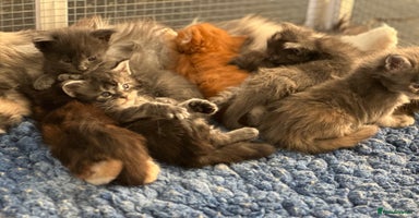 Maine Coon cats - Advert 3
