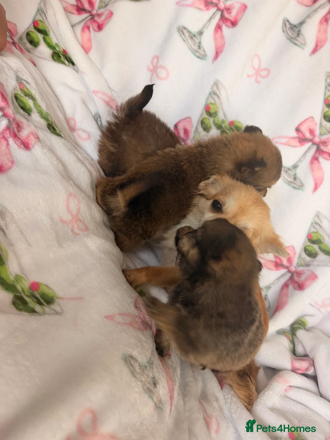 Pomchi dogs for sale: Pomchi - Advert 25