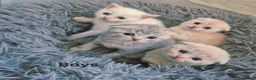 Scottish Fold cats for sale: Scottish Fold/ Straight kittens  in Ripon - Advert 3