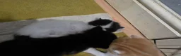 Mixed Breed cats for sale: A mix of beautiful kittens - Advert 4