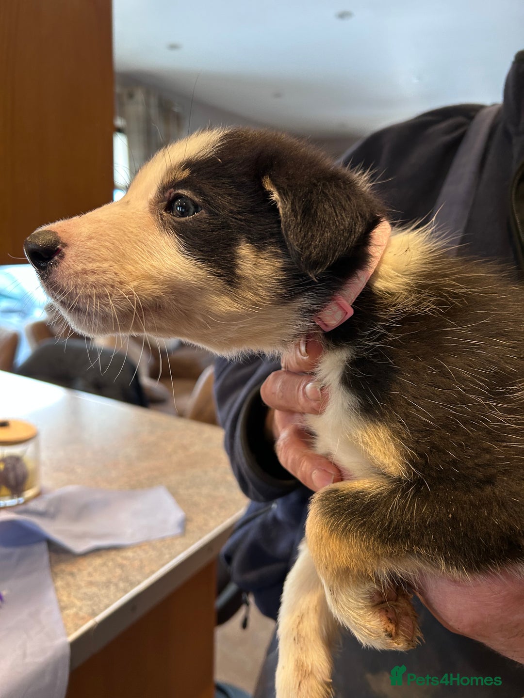 Border Collie dogs for sale: Working Border Collie Pups - Advert 5