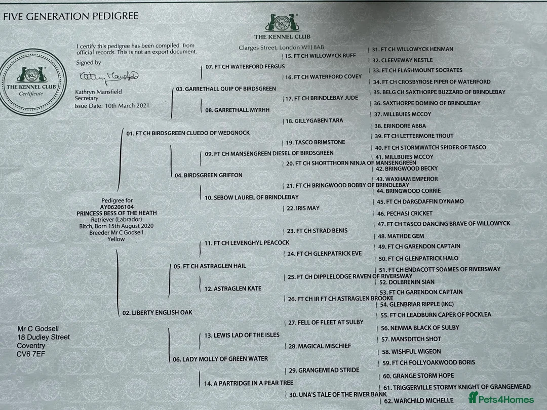 Labrador Retriever dogs for sale: FTCH sired black litter ready for homes May - Advert 2