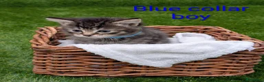 Mixed Breed Kitten 5