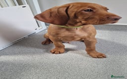 Hungarian Vizsla dogs for sale: All puppies now reserved/rehomed  - Image 14