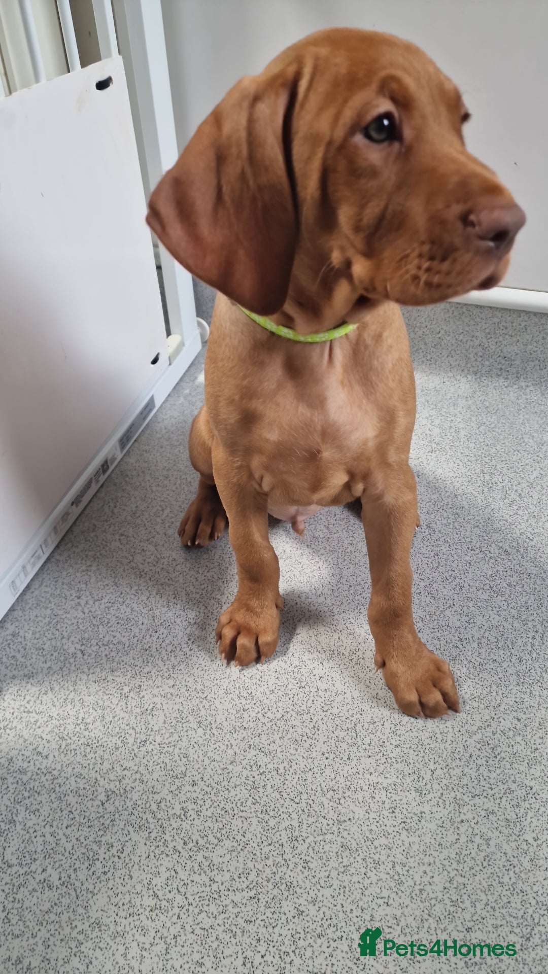 Hungarian Vizsla dogs for sale: All puppies now reserved/rehomed  - Image 14