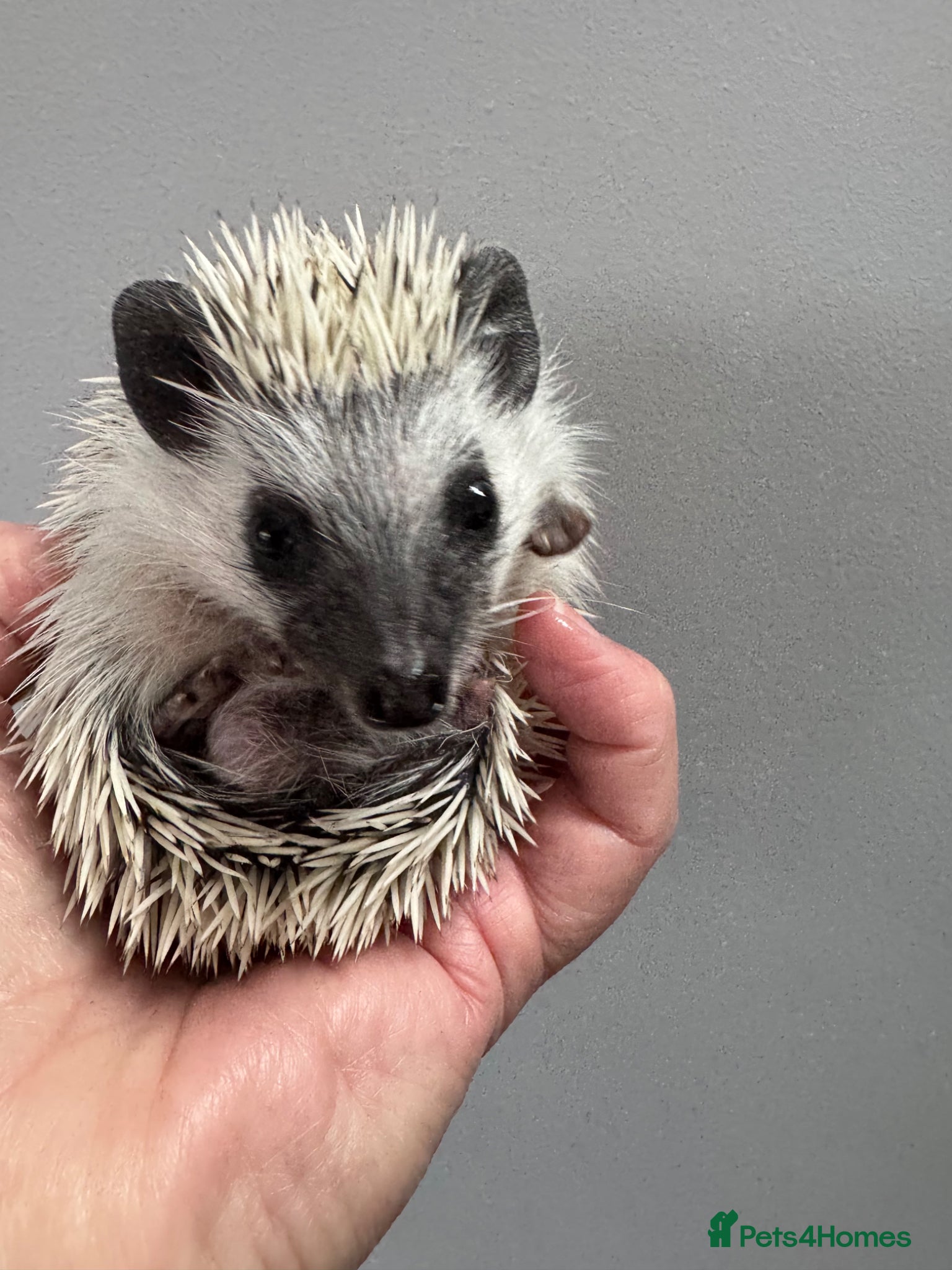 Pygmy Hedgehog rodents 8-10 wk old babies/various colours/masks READY!  - Advert 1