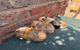 Guinea Pig rodents for sale: Guinea Pigs  - Image 1