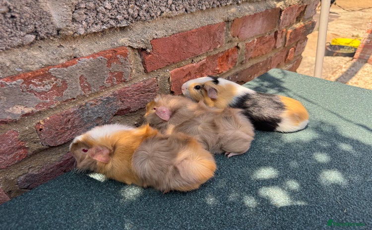 Guinea Pig rodents - Advert 3
