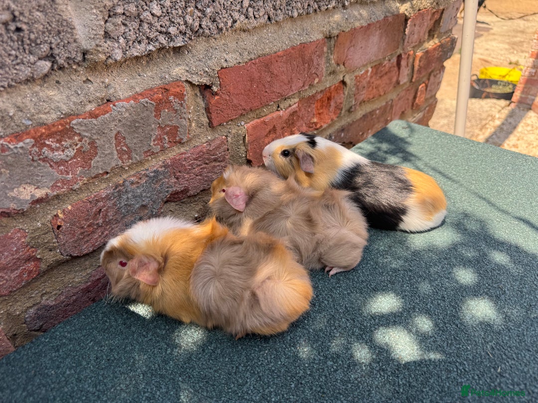 Guinea Pig rodents for sale: Guinea Pigs  - Image 1