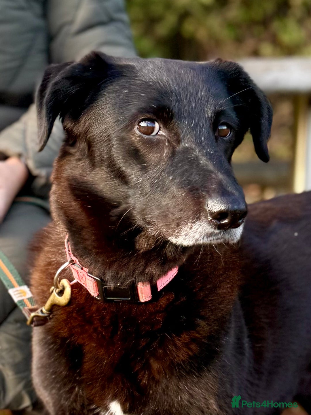 Mixed Breed dogs for adoption: Meet Callie - Advert 1