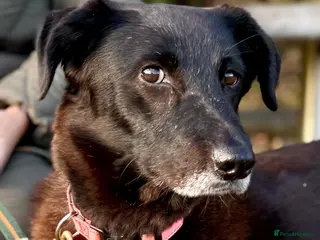 Mixed Breed dogs Meet Callie - Advert 16
