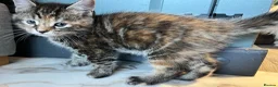 Maine Coon cats for sale: Half Maine coon (Last lady) - Advert 21