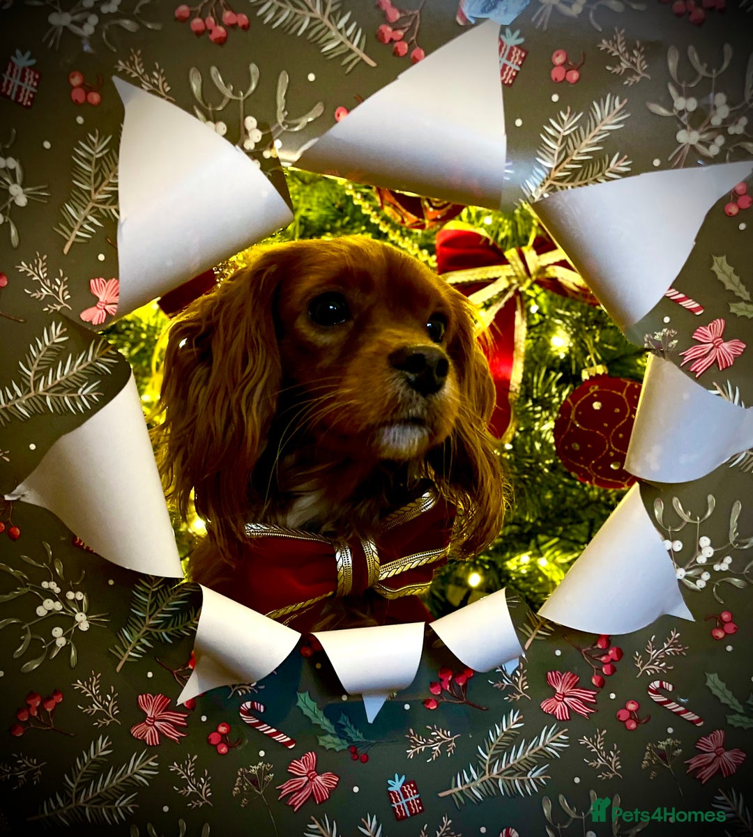 Cavapoo dogs for stud: Cavapoo available for stud  - Advert 8