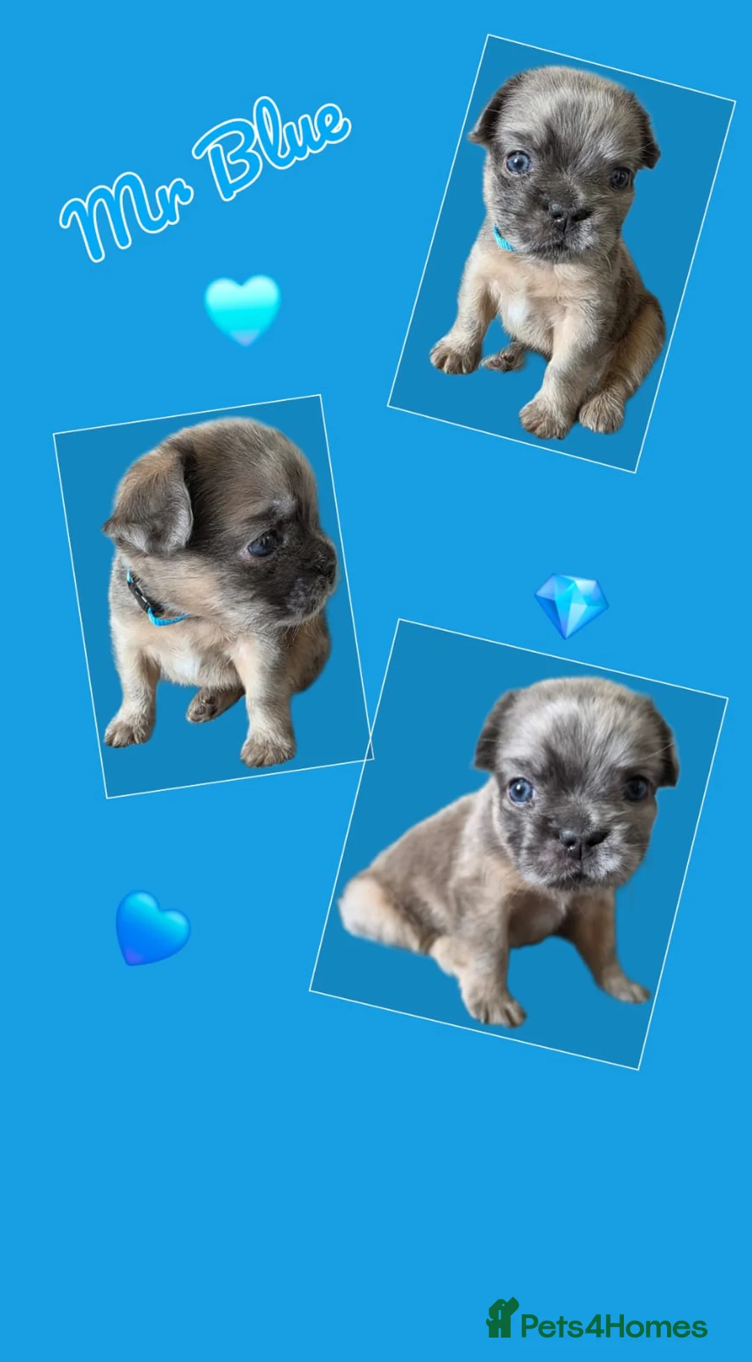 French Bulldog dogs for sale: Fluffy French Bulldogs - Advert 15