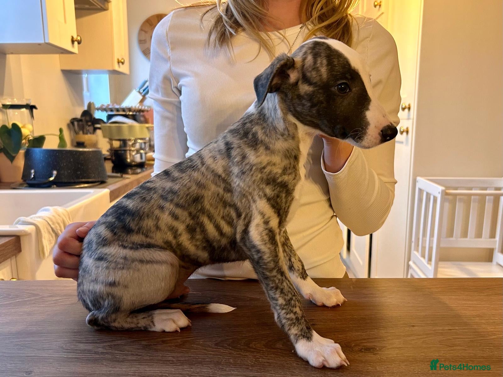 Whippet dogs KC registered brindle Whippets  - Advert 2