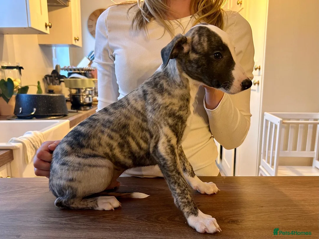 Whippet dogs for sale: KC registered brindle Whippets  - Advert 2