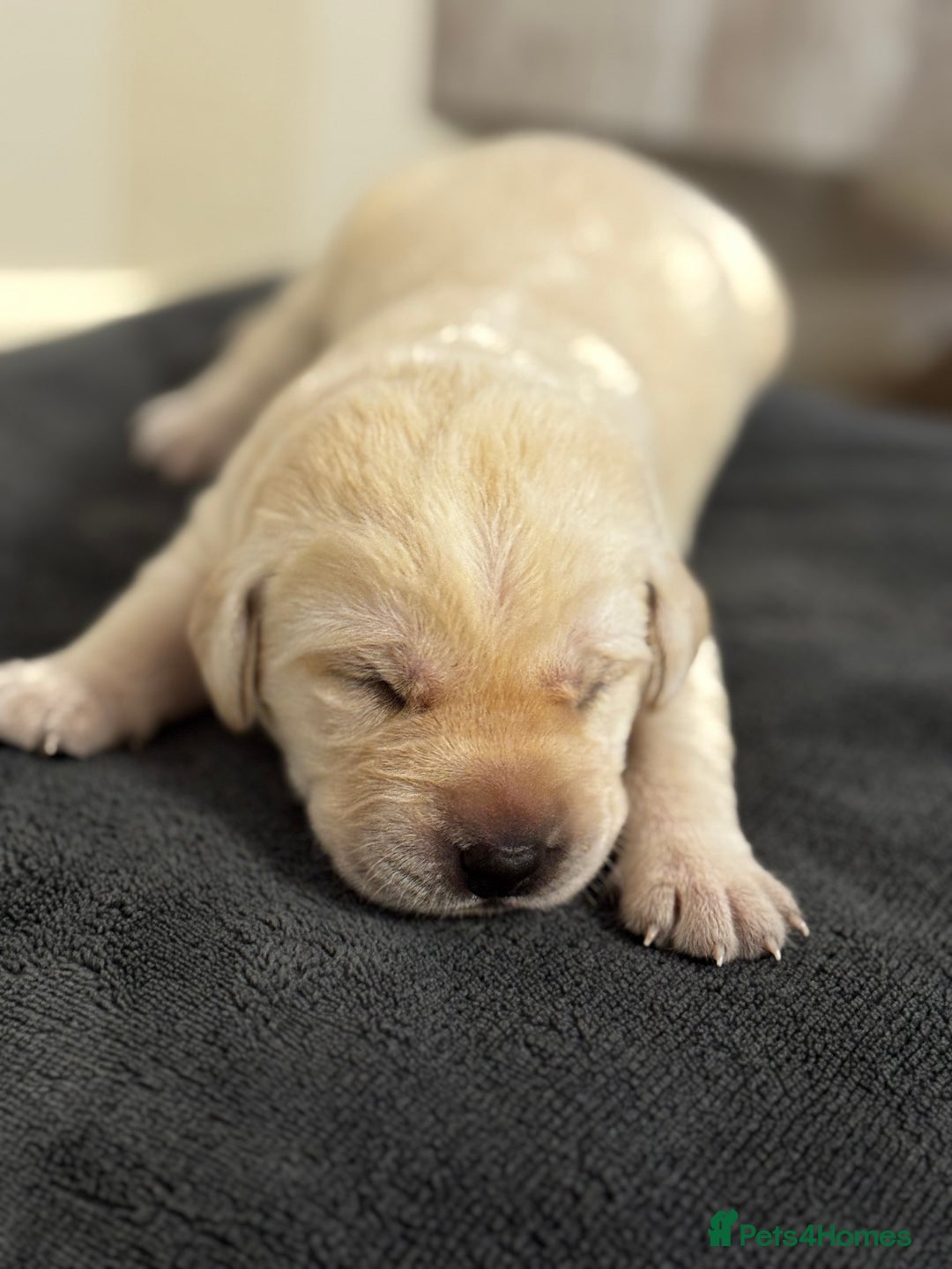 Labrador Retriever dogs for sale: Stunning, White/Yellow KC Registered Labrador Pups - Image 8