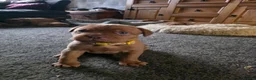 Dogue De Bordeaux dogs for sale: Gorgeous douge de bourdeaux puppies - Advert 5