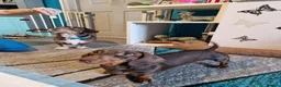 Dachshund dogs for sale: Dachshund Puppies!  - Advert 1