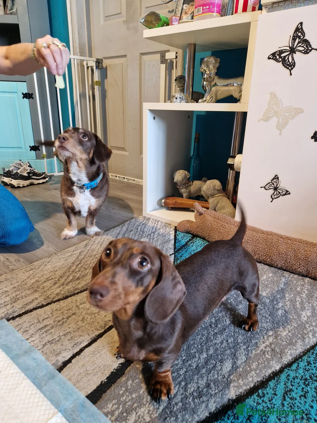 Dachshund dogs for sale: Dachshund Puppies!  - Advert 1